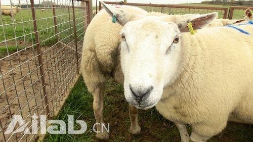 羊脸识别：人工智能可识别羊的五种不同面部表情