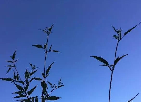 蓝汛通信：是否又该需要股票回购计划了呢?